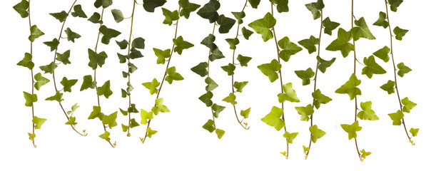 Ivy leaves isolated on white - 170468249