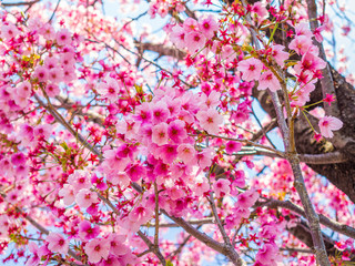 Beautiful cherry blossoms, during festival in Ueno Park
