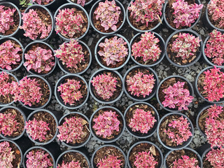 Ruby flake plant in the black pot at the nursery garden. Pattern of beautiful purple leaf in the pot.