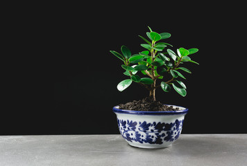 green potted plant, trees in the pot on table and dark background.