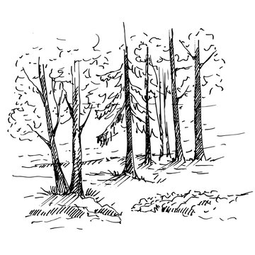 Hand drawn landscape with  forest. Sketch, vector illustration.