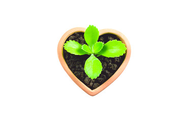 Seedling and plant growing in soil isolated on white background