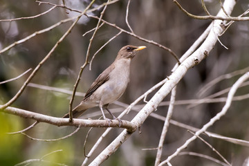 Obraz premium Sabiá-poca (Turdus amaurochalinus) | Creamy-bellied Thrush photographed in Linhares, Espírito Santo - Southeast of Brazil. Atlantic Forest Biome.
