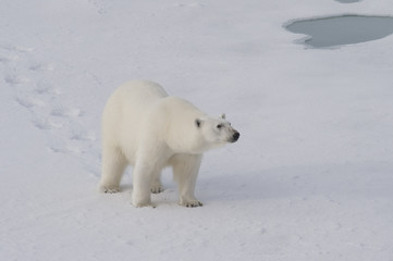 Fototapeta na wymiar Polar bear walking on the ice.