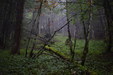 Obraz premium mysteriöser Wald