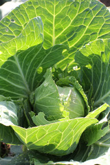 Green leaves of cabbage in nature