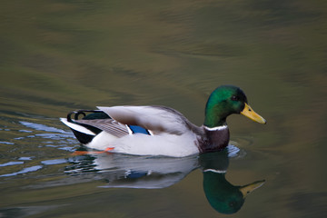 Obraz premium Colvert