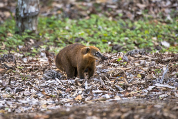 Quati-de-cauda-anelada (Nasua nasua) | South American coati, or ring-tailed coati photographed in Linhares, Espírito Santo - Southeast of Brazil. Atlantic Forest Biome.
