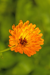 Ringelblume, Calendula officinalis