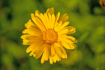 Ringelblume, Calendula officinalis