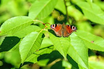 Tagpfauenauge