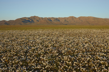 Flowers in the Atacama Desert. Carpet of white Nolana flowers (Nolana baccata) in bloom after rare rain in the Atacama Desert near Copiapo, in northern Chile. 