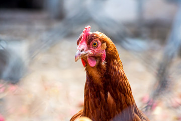 Portrait of a domestic chicken of motley color