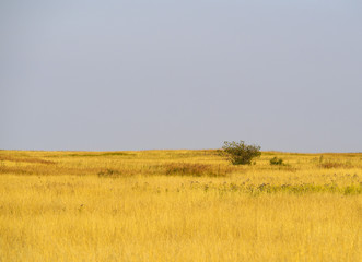 Tree in the distance in the middle of the alberta prairies and grasslands