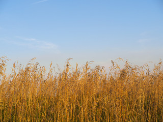 Wild Indian Prairie Grass Landscape with blue skies in Alberta