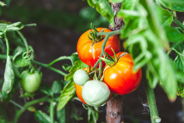 Red ripe tomatoes grow on branch of green bush
