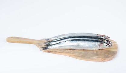 Obraz premium Fish, Engraulis encrasicolus, on white background.