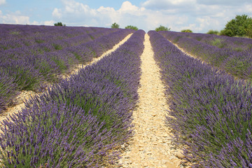 Fototapeta premium Provenza campi di fiori di lavanda