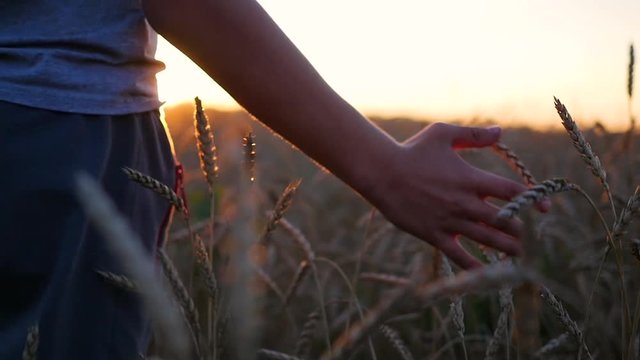 Children's hand touches the ears of wheat in a field. Sunset time