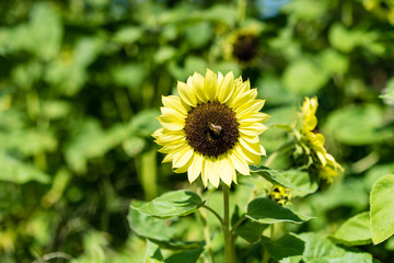 sunflower and bee in sunflower field