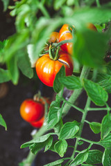 Red ripe tomatoes grow on branch of green bush