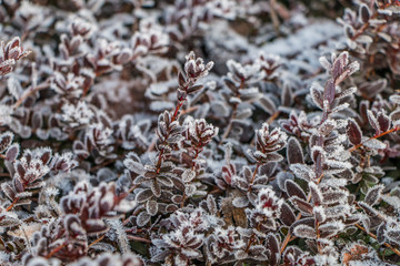 Ice crystals on cranberry leaves
