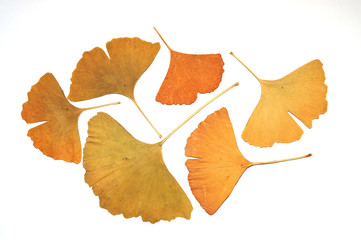 Ginkgo leaf isolated on white background. Gold ginkgo-leaf. Gold ginkgo-leaf. Mature ginkgo leaves....