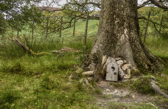 The Fairy Tree