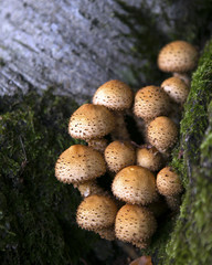 Sticky scalycap mushroom fungus