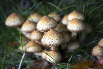 Sticky scalycap mushroom fungus