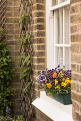 Fototapeta na wymiar Colorful beautiful violets are growing in a flower pot on a windowsill with lovely white curtains inside. Brick wall of a house decorated with green plant in upward support. English garden lifestyle.