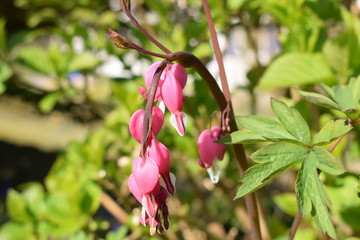 Obraz premium wunderschöne Blume im Garten
