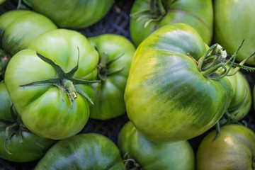 Green Tomatoes.