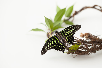Butterfly on a branch with green leaves on white. Background image.