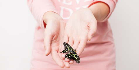 Butterfly with open wings in female hands.