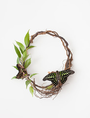 Butterfly on a branch with green leaves on white. Background image.