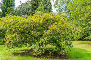 Fototapeta na wymiar Solitaire deciduous Japanese maple, Acer palmatum Nicholsonii