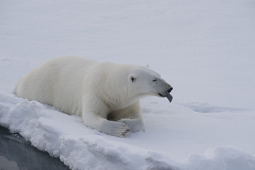 Fototapeta na wymiar Polar bear lies on the ice.