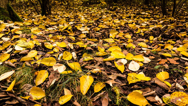 Herbst