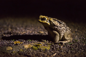 Sapo-cururu (Rhinella crucifer) | Toad photographed in Linhares, Espírito Santo - Southeast of Brazil. Atlantic Forest Biome.