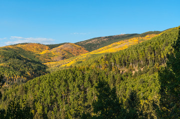 Aspens on the Mountains