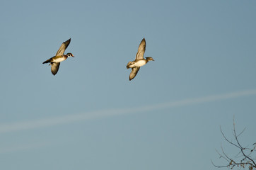 Pair of Woods Ducks Flying Low Over the Trees