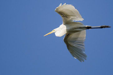 Great Egret Flying in a Blue Sky