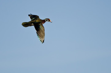 Male Wood Duck Flying in a Blue Sky