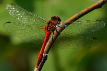 dragonfly on a branch © mariuszkul