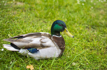 Duck at the lawn