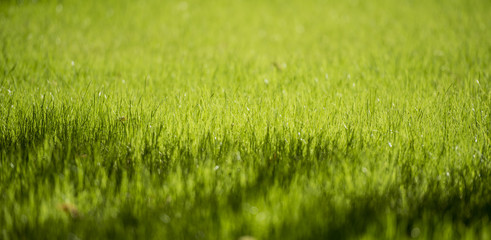 Green fresh grass as a nice background