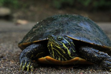 River Turtle