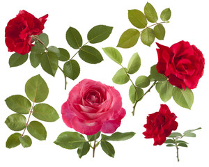 beautiful roses isolated on white background