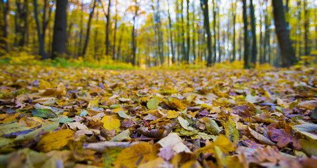 Fototapeta premium Golden autumnal forest with sunbeams